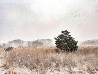Lone evergreen tree in a snowy field during a winter storm
