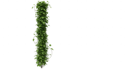 Vertical green vine with lush leaves on black background