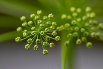 wildflowers, viewed from below, against the sky. Macro.