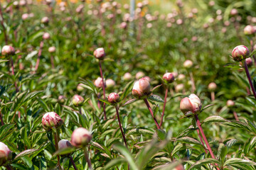 Tightly packed peony buds in foreground with thick green stems and shallow depth of field, showcasing early spring floral density