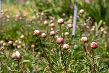 Tightly packed peony buds in foreground with thick green stems and shallow depth of field, showcasing early spring floral density