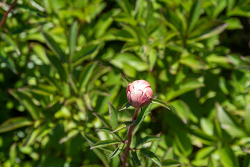 Single closed peony bud growing on a leafy green stem captured during early spring in natural daylight
