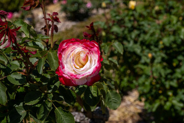 Bi-colored rose with deep pink edges and creamy white center blooming in sunlight above green foliage