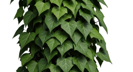 Close up of lush green ivy climbing a dark surface