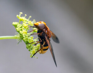 Bee on wildflower, isolated from background. Macro close-up.