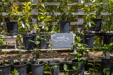 Group of young potted camellia plants arranged on outdoor shelves with a chalkboard label