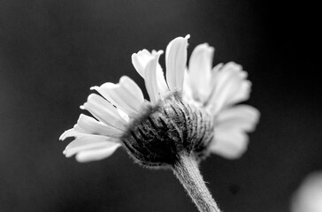 A daisy flower, macro close-up. Isolated from the background.
