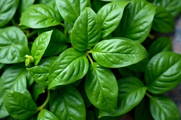 Detailed close-up captures a vibrant collection of verdant leaves. The image emphasizes the textures and life of nature.