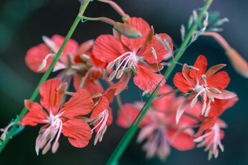 Chamaenerion angustifolium, Fireweed, Purple wildflowers. Close-up macro.
