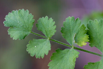 Leaves of herbaceous plant, macro close-up. Geometric texture, background.