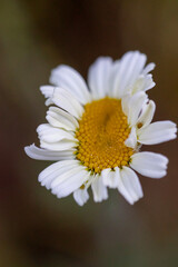 A daisy flower, macro close-up. Isolated from the background.