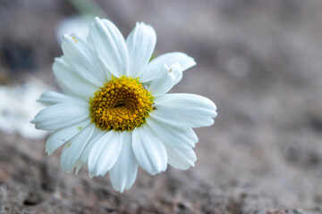 A daisy flower, macro close-up. Isolated from the background.
