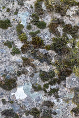 moss on stone