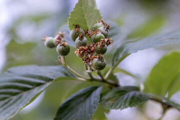 plant with small round fruits, macro