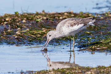 Common Greenshank Among Marine Plants at Low Tide