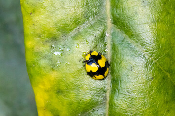Yellow and Black Ladybird Beetle on Green Leaf