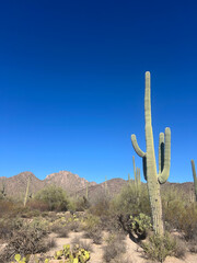 Majestic Saguaro cactus in Arizona desert in Saguaro National Park