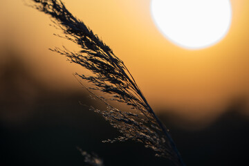 Close-up of dry reed in golden sunlight, Dzharylhach Island, Ukraine