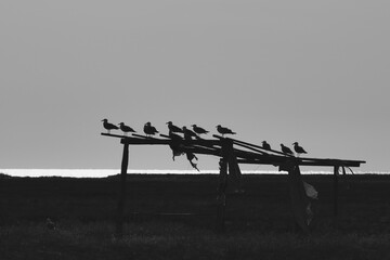 Black and white silhouettes of gulls on wooden structure, Dzharylhach Island