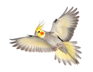 Obraz premium Grey and yellow parrot in flight