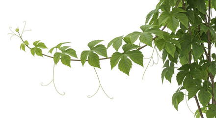 Vibrant green leaves of a climbing vine against a dark background