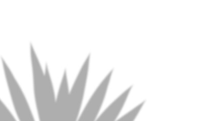 Angled Palm Leaf Shadow,
Modern tropical leaf tip casting sharp upward shadow on transparent background