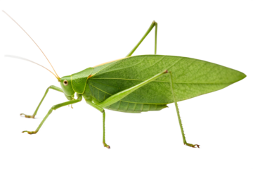 Green Katydid Insect Detailed Close-up Photography