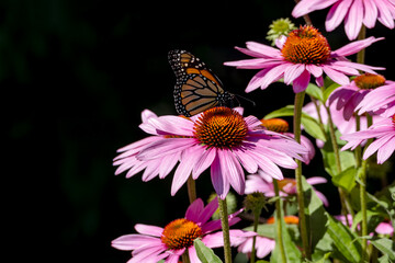 Close-up of a Monarch Butterfly on a Pink Echinacea Flower