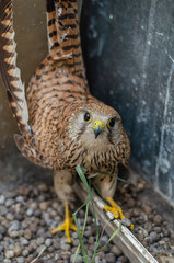Vertical portrait of an alert common kestrel (Falco tinnunculus) in greenhouse corner, tail raised defensively. Beautiful feather details, Nikon 50mm f 1.8, soft bokeh background.