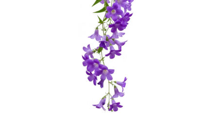 Delicate purple bell shaped flowers cascade against a dark background