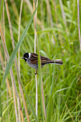 Male Reed Bunting (Emberiza schoeniclus) on Bull Island, Ireland – wetlands, reedbeds, marshes