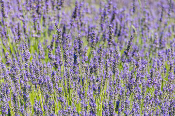 Obraz premium Close-up of Lavender Field on a Farm