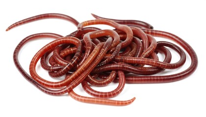 Earthworms on white background