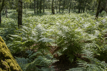 Adlerfarn (Pteridium aquilinum) in einem lichten Mischwald