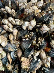 sea shells background