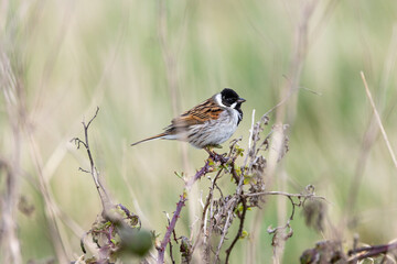 Male Reed Bunting (Emberiza schoeniclus) on Bull Island, Ireland – wetlands, reedbeds, marshes