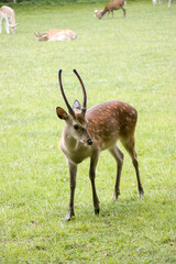 Reh (Capreolus capreoles)