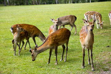 Reh (Capreolus capreoles)