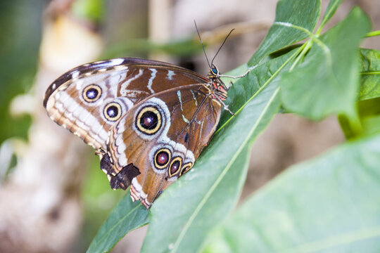 Blauer Morphofalter (Morpho peleides) oder Himmelsfalter