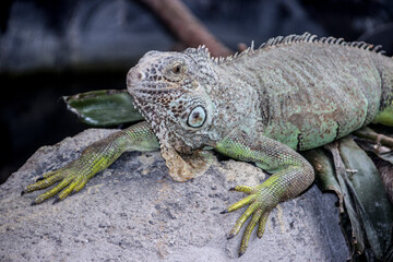 Grüner Leguan (Iguana iguana)