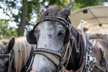 Obraz premium portrait of a horse