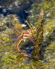 Dragonfly. Female brown hawker laying eggs in the lake.