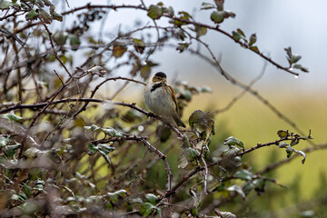 Male Reed Bunting (Emberiza schoeniclus) on Bull Island, Ireland – wetlands, reedbeds, marshes