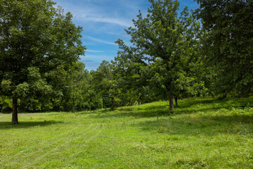 trees in the park