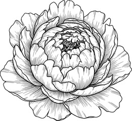 Fototapeta premium Blooming peony flower with detailed petals and thin ink lines, hand-drawn style