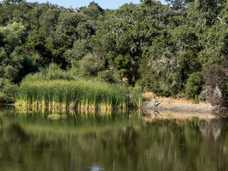 Peaceful Lake Reflecting Surrounding Trees and Grass with Serene Atmosphere