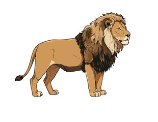 Obraz premium lion vector illustration