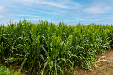 field of corn