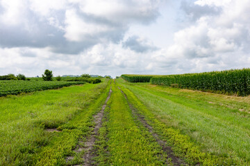 green field and blue sky with clouds
