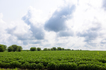 green field and blue sky